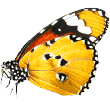 https://www.mokaimascotas.es/wp-content/uploads/2019/08/butterfly.png