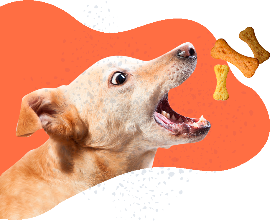 https://www.mokaimascotas.es/wp-content/uploads/2019/12/Alimentación-y-snacks-huesitos.png