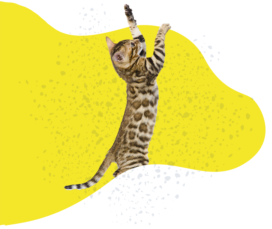 Juegos y accesorios https://www.mokaimascotas.es/wp-content/uploads/2019/12/Juegos-y-accesorios.png