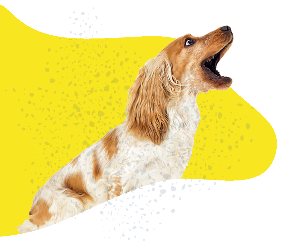 PERROS5-juegos-y-accesorios https://www.mokaimascotas.es/wp-content/uploads/2019/12/PERROS5-juegos-y-accesorios.png