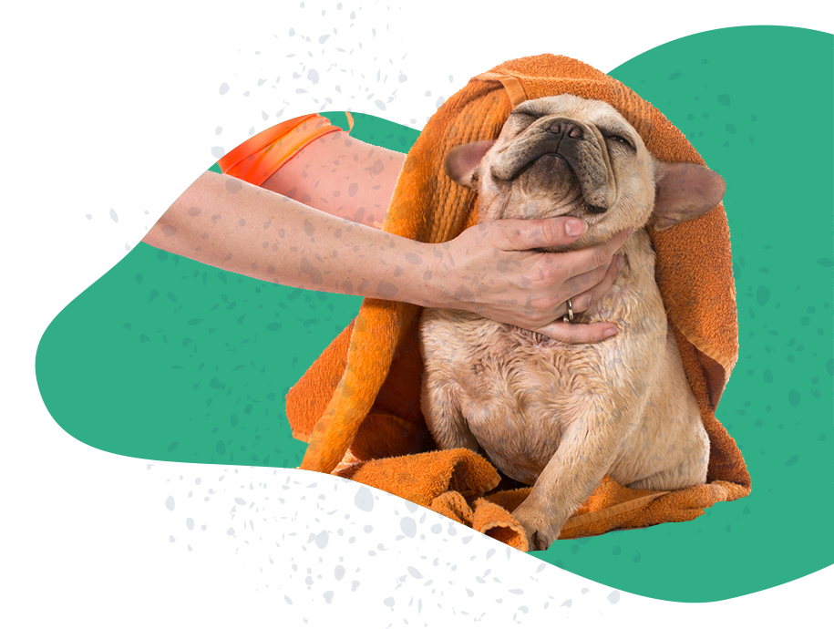 Salud e higiene https://www.mokaimascotas.es/wp-content/uploads/2019/12/Salud-e-higiene.png