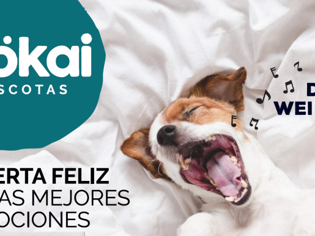 ¡Nuestras ofertas de febrero en Mökai Mascotas!