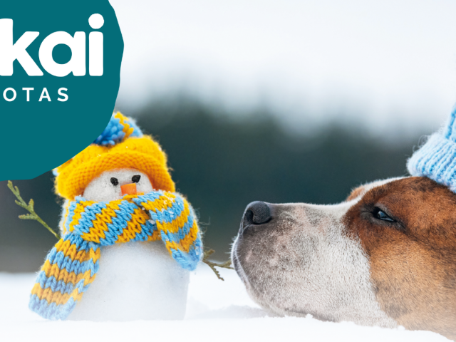 En enero te damos consejos para los cuidados de tu perro en invierno