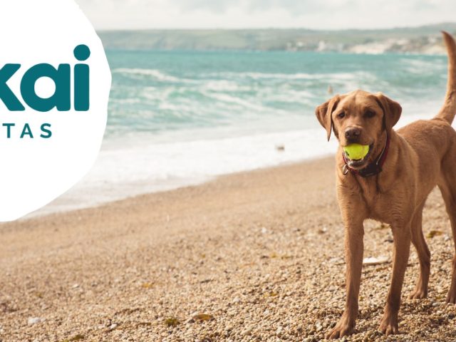 Playas de Andalucía para ir con perros