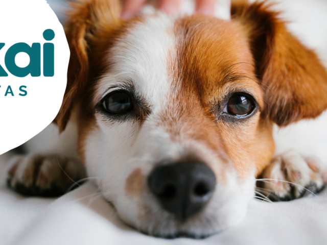 La insolación en mascotas: cómo identificar, cómo tratarla y cómo prevenirla